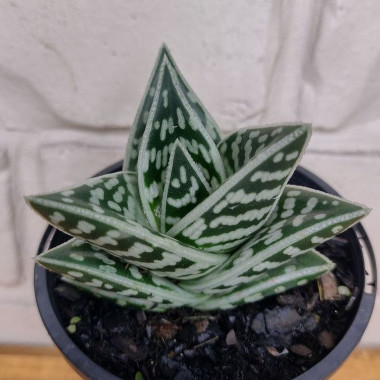 aloe gator succulent Aloe variegata 'Gator' – The Tropic Gardener