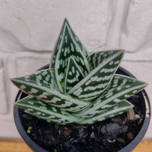 Load image into Gallery viewer, Aloe variegata &#39;Gator&#39;
