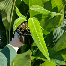 Load image into Gallery viewer, Anthurium warocqueanum
