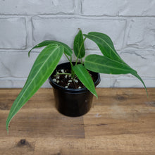 Load image into Gallery viewer, Anthurium warocqueanum
