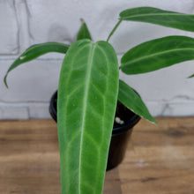 Load image into Gallery viewer, Anthurium warocqueanum
