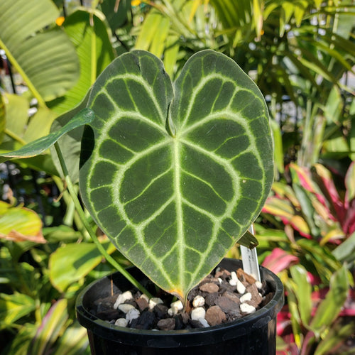 Buy Rare Plants Online Rare Indoor Plants Australia The Tropic Gardener