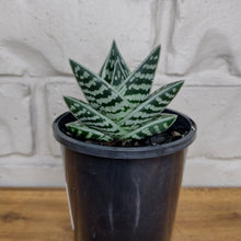 Load image into Gallery viewer, Aloe variegata &#39;Gator&#39;
