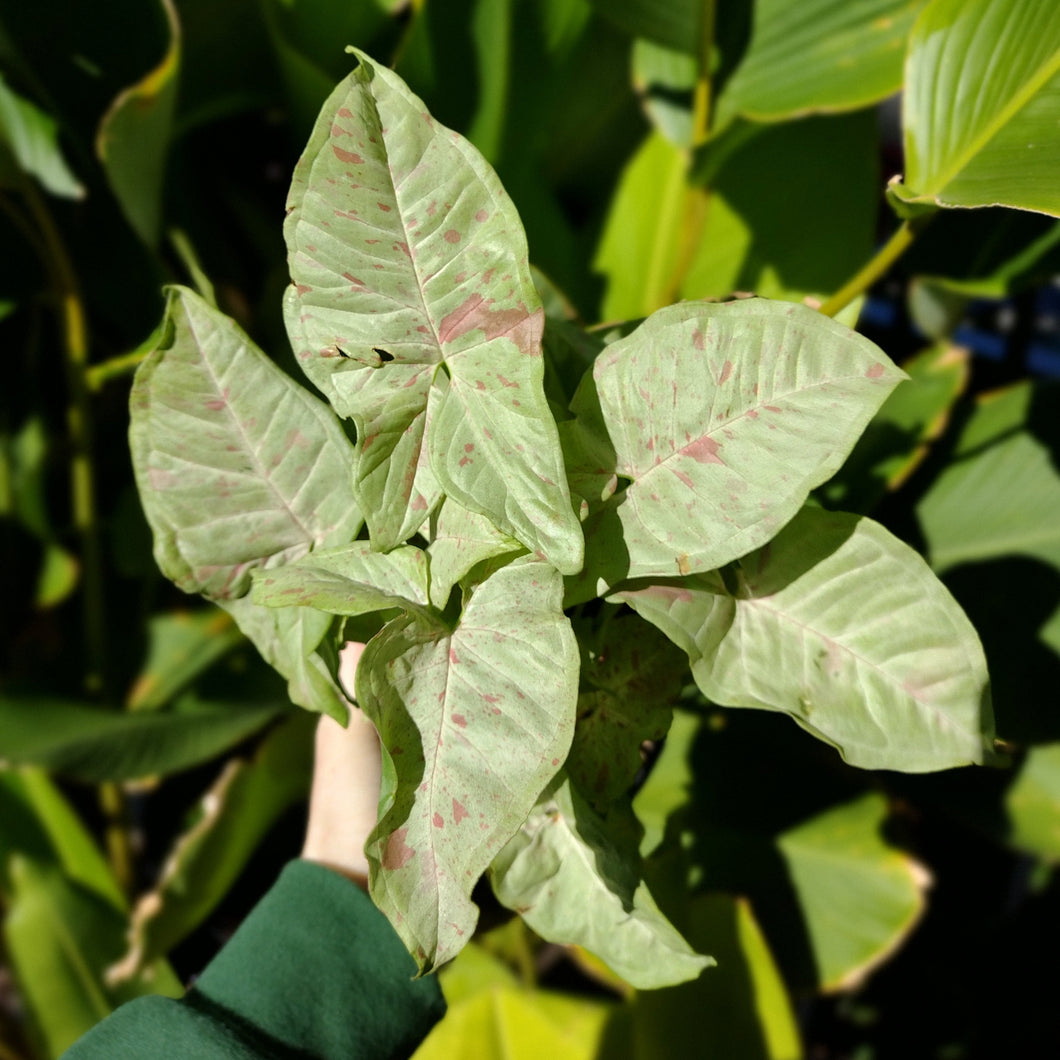 Showing Syngonium podophyllum 'Confetti' plant holding stunning milky-green arrowhead leaves, flecked with shades of pink.