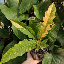 Load image into Gallery viewer, Philodendron &#39;Ring of Fire&#39;
