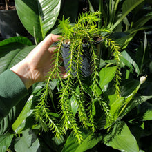 Load image into Gallery viewer, Huperzia carinatum &#39;Philippine Tassel&#39;

