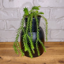 Load image into Gallery viewer, Huperzia carinatum &#39;Philippine Tassel&#39;
