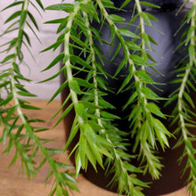 Load image into Gallery viewer, Huperzia carinatum &#39;Philippine Tassel&#39;
