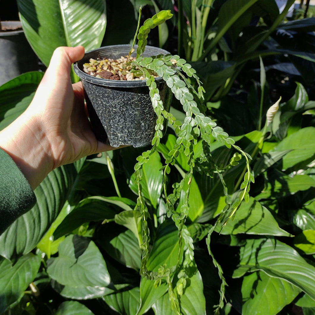 Huperzia nummularifolia 'New Guinea Flat Tassel'