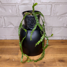 Load image into Gallery viewer, Huperzia nummularifolia &#39;New Guinea Flat Tassel&#39;
