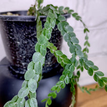Load image into Gallery viewer, Huperzia nummularifolia &#39;New Guinea Flat Tassel&#39;
