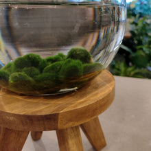 Load image into Gallery viewer, Marimo Moss Ball
