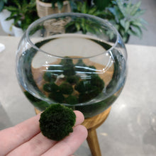 Load image into Gallery viewer, Marimo Moss Ball
