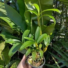 Load image into Gallery viewer, Dendrobium thyrsiflorum
