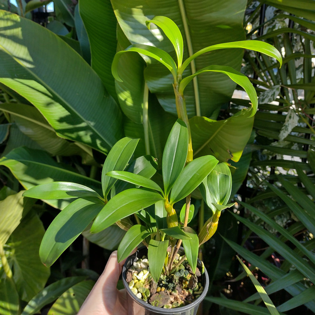 Dendrobium thyrsiflorum