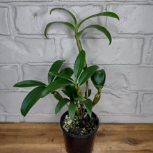 Load image into Gallery viewer, Dendrobium thyrsiflorum
