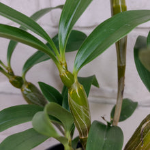 Load image into Gallery viewer, Dendrobium thyrsiflorum
