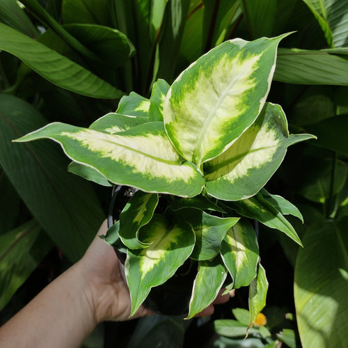 Buy great quality Wholesale Indoor Plants Online Brisbane Page 2