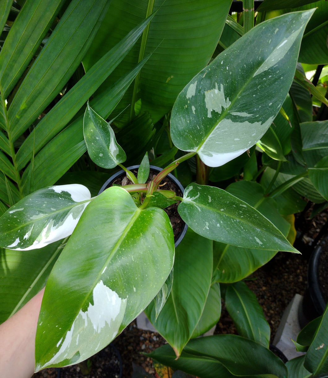 Philodendron 'White Princess'