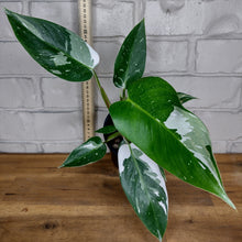 Load image into Gallery viewer, Philodendron &#39;White Princess&#39;
