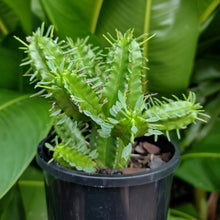 Load image into Gallery viewer, Euphorbia mamillaris &#39;Green Corn Cob Cactus&#39;
