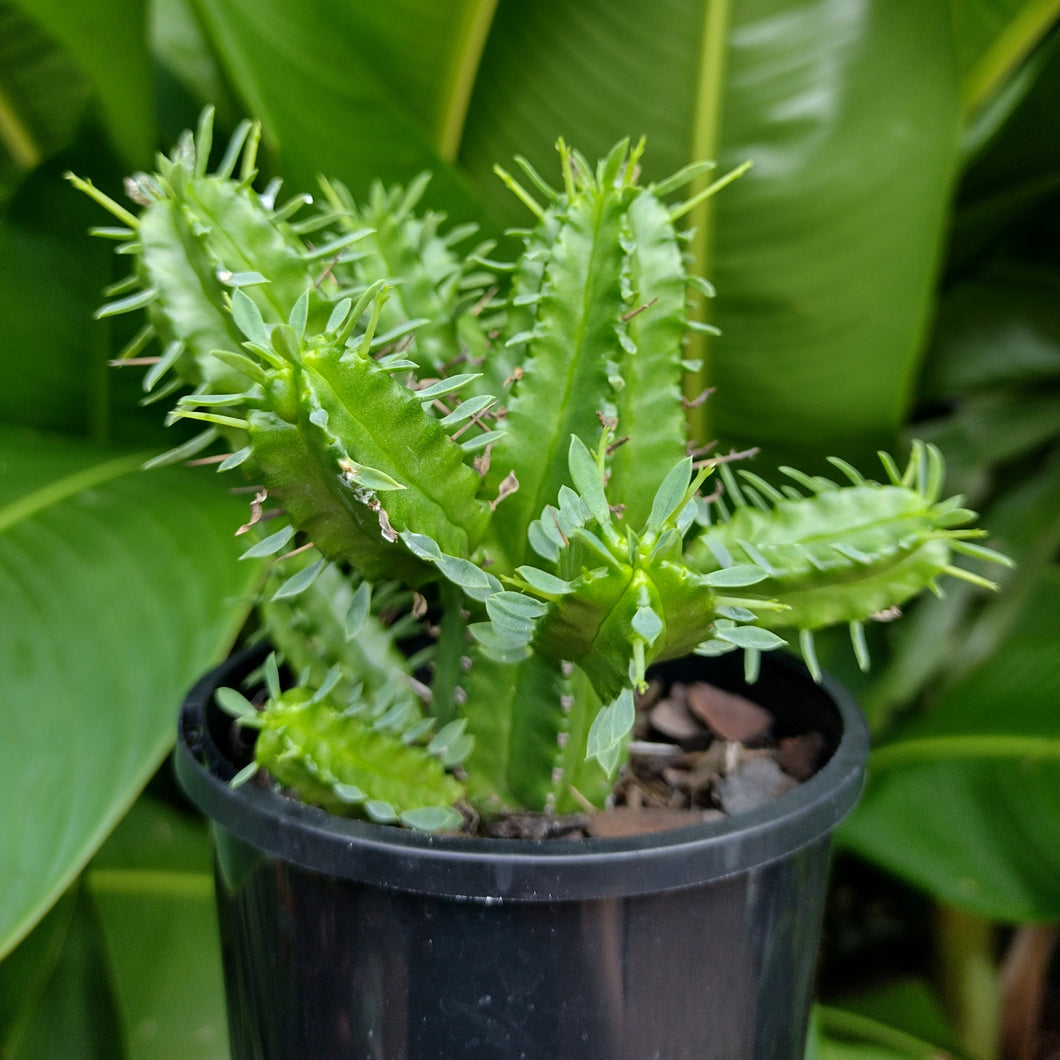 Euphorbia mamillaris 'Green Corn Cob Cactus'
