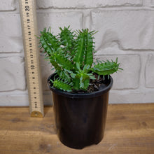 Load image into Gallery viewer, Euphorbia mamillaris &#39;Green Corn Cob Cactus&#39;
