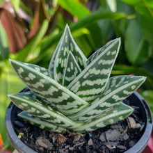 Load image into Gallery viewer, Aloe variegata &#39;Gator&#39;

