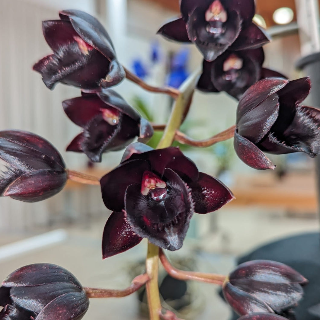 Catasetum/ Fred. After Dark black Pearl Black Orchid. Rare -  Denmark